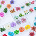 3D Nail Art Designs Manicure Mix Natural Dried Daisy Flowers Nail Decorations Jewelry Floral Leaf Stickers